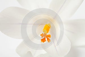 Macro of white Dutch spring crocus flower