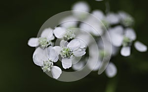 Macro of white flower