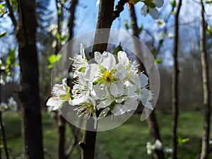 Macro of the white flower of the cherry plum and myrobalan plum (Prunus cerasifera) tree blooming in the spring