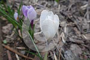 Macro of white flower of Crocus vernus