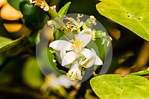 Macro white Flower lemon ,Lime blossom on tree