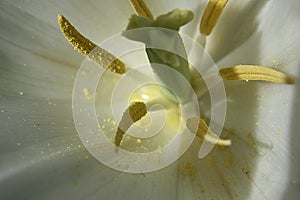 Macro of white flower stamen and pollen