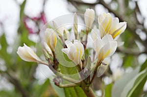 Macro white flower in thailand, Lan thom flower,Frangipani,Champa