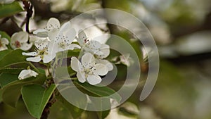 Macro white flowering pear tree