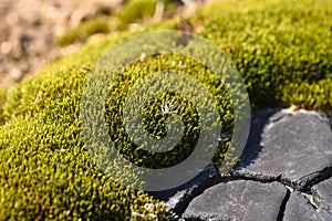 Macro white fluff on green moss