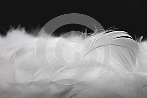 Macro of White Fluffly Fathers on Black Background. Swan Feathers.