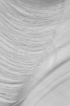 Macro white fluffy swan feather detail. Concept of tenderness and softness, macro. Beauty vertical wallpaper