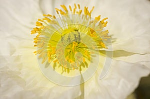 Macro White Iceland Poppy Bloom