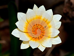 Macro of white and orange flower