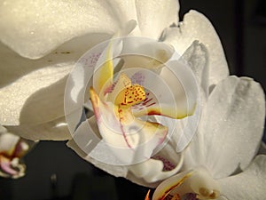 Macro of white orchid flower Phalaenopsis, known as the Moth Orchid or Phal. Flower on the dark background.