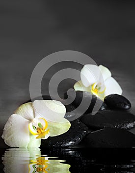 Macro of white orchid on pebble and black background