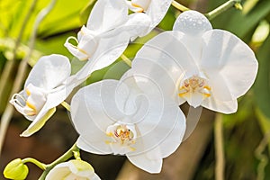 Macro of white orchid, Phalaenopsis.