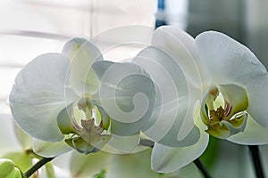 Macro of white orchid, Phalaenopsis on green