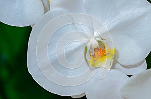 Macro of white Phalaenopsis orchid flower