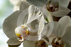 Macro of white phalaenopsis orchid flower Phalaenopsis, known as the Moth Orchid or Phal