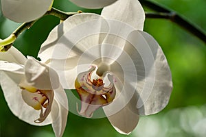 Macro of white phalaenopsis orchid flower Phalaenopsis, known as the Moth Orchid or Phal