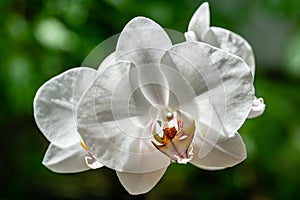 Macro of white phalaenopsis orchid flower Phalaenopsis, known as the Moth Orchid or Phal. Flower on green background