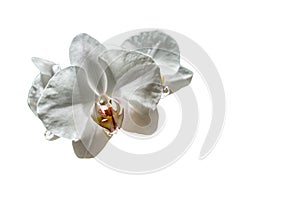 Macro of white phalaenopsis orchid flower Phalaenopsis, known as the Moth Orchid or Phal isolated on white background