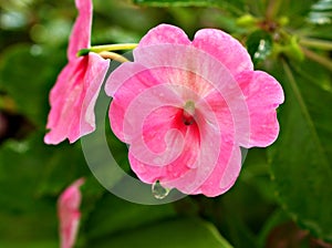 Macro white pink flower Impatiens walleriana ,busy lizzie lizzy ,balsam ,sultana ,simple impatiens ,new guinea plants with soft photo
