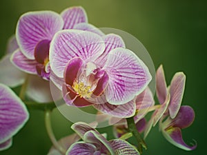 macro white purple orchid Phalaenopsis flowers with green background