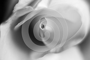Macro of a white rose in black and white photo