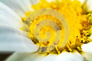 Macro white shasta daisy yellow center