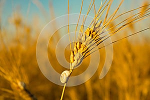 MACRO: White snail moves up a stalk of ripe wheat on a golden summer evening.