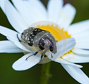 Macro of a white spotted rose beetle oxythyrea funesta on a daisy blossom photo
