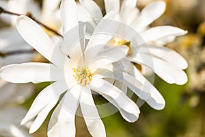 Macro of a white star magnolia