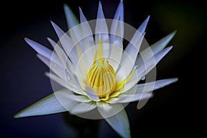A macro white water lily in closeup