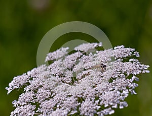Macro of a white wild carrot daucus carota flower blossom with a wasp on natural blurred background on a