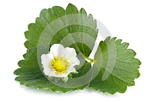 Macro whole strawberry flower isolated on white