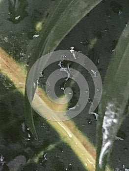 Macro of a wide leaf with dewdrops.