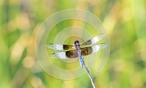 Macro of a Widow Skimmer Dragonfly Libellula luctuosa Perched photo