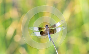 Macro of a Widow Skimmer Dragonfly Libellula luctuosa Perched