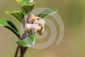 Macro of wild cranberry blossoms in the spring