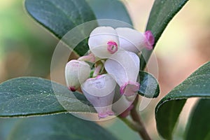 Macro of wild cranberry blossoms in the spring