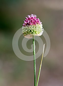 Macro of a wild flower : Allium rotundum