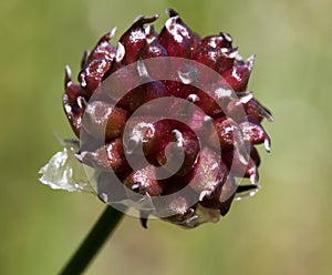 Macro of a wild flower : Allium sphaerocephalon