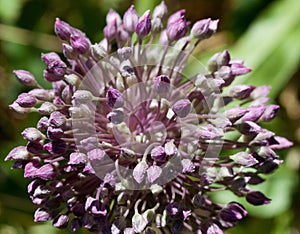 Macro of a wild flower : Allium sphaerocephalon