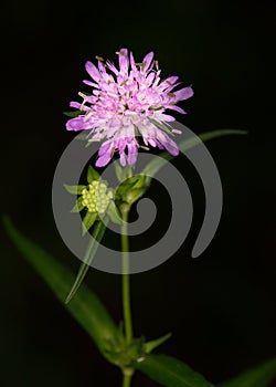 Macro of a wild flower : Knautia dipsacifolia