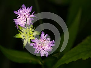 Macro of a wild flower : Knautia dipsacifolia