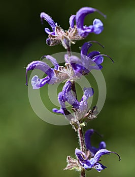 Macro of a wild flower : Salvia pratensis