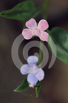 Macro of wild pink and purple flower