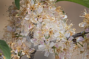 Macro of Wild Plum Blossoms