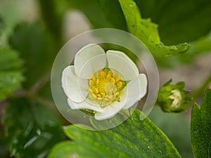 Macro of wild strawberry blossom