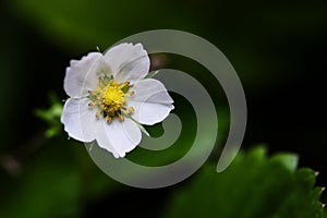 Macro of wild strawberry flower