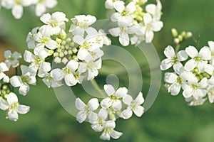 Macro of wild white flower