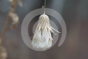 Macro of a wildflower in the winter.