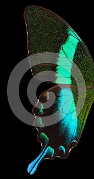 Macro wing of Morpho butterfly isolated on a black background